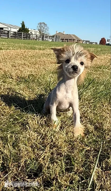 Poppy  – Chinese Crested puppy for sale in Lexington, KY
