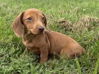  Violet, a female Dachshund and Miniature Dachshund for sale in Lexington, KY – 4 of 6