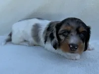 Lexie, a female Dachshund and Miniature Dachshund for sale in Lexington, KY – 6 of 10