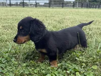 Molly-AKc , a female Dachshund and Miniature Dachshund for sale in Lexington, KY – 2 of 5