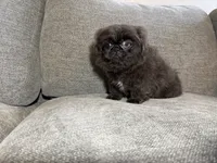 Willie, a male Pekingese for sale in Lexington, KY – 4 of 5