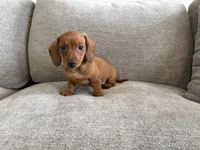 Slinky , a male Dachshund and Miniature Dachshund for sale in Lexington, KY – 5 of 6