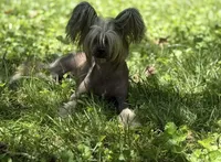 Dover , a male Chinese Crested for sale in Lexington, KY – 6 of 6