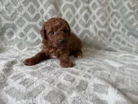 Petrie, a male Poodle - Miniature  for sale in Lexington, KY – 4 of 5