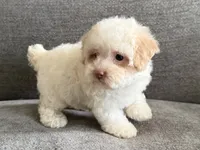 Pinky, a female Poodle - Toy  and Poodle - Miniature  for sale in Lexington, KY – 3 of 7
