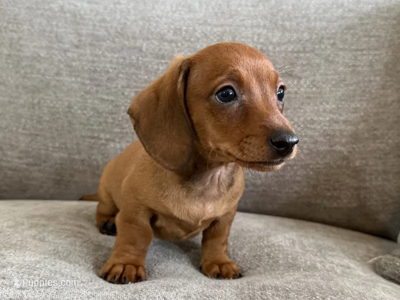 Slinky  – Dachshund, Miniature Dachshund puppy for sale in Lexington, KY