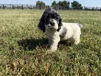 Pickles , a male Cocker Spaniel for sale in Lexington, KY – 4 of 6