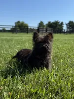 Fiona , a female Cairn Terrier for sale in Lexington, KY – 6 of 8