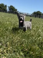 Dunkin, a male Chihuahua and Toy Fox Terrier for sale in Lexington, KY – 3 of 10