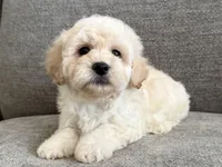 Max, a male Maltipoo for sale in Lexington, KY – 2 of 5