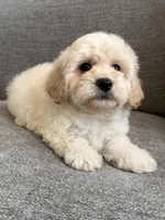 Max, a male Maltipoo for sale in Lexington, KY – 3 of 5
