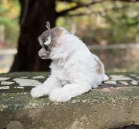 BingBong, a male Chinese Crested for sale in Lexington, KY – 4 of 7
