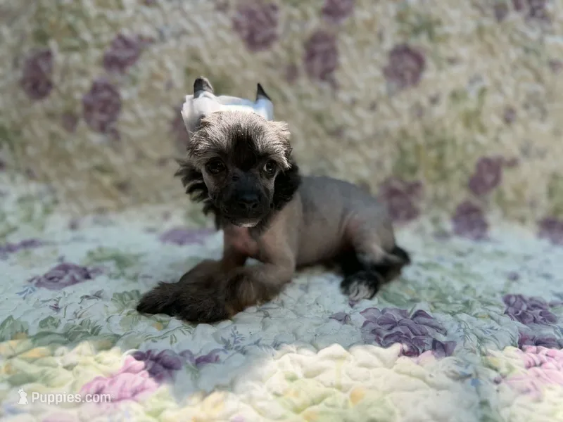 Daphne – Chinese Crested puppy for sale in Lexington, KY