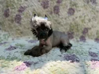 Daphne, a female Chinese Crested for sale in Lexington, KY – 1 of 6