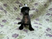 Dumbo, Ch sired , a male Chinese Crested for sale in Lexington, KY – 2 of 6