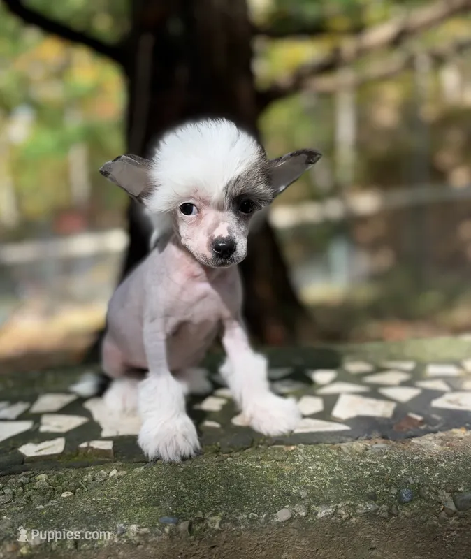 Luna  – Chinese Crested puppy for sale in Lexington, KY