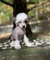 Luna , a female Chinese Crested for sale in Lexington, KY – 1 of 5