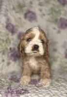 Peg, a female Cocker Spaniel for sale in Lexington, KY – 2 of 4