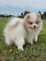 Toby, a male Pomeranian for sale in Lexington, KY – 7 of 10