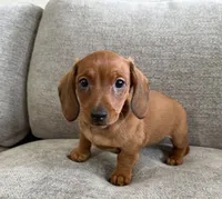 Slinky , a male Dachshund and Miniature Dachshund for sale in Lexington, KY – 2 of 6