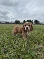 Lady, a female Cocker Spaniel for sale in Lexington, KY – 3 of 5