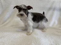 Patty , a female Miniature Schnauzer for sale in Lexington, KY – Photo 5 of 5