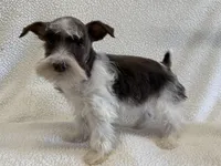 Patty , a female Miniature Schnauzer for sale in Lexington, KY – Photo 3 of 5