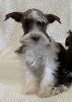 Patty , a female Miniature Schnauzer for sale in Lexington, KY – Photo 1 of 5