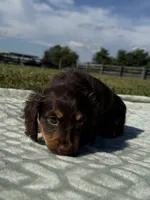 Tillie , a female Dachshund and Miniature Dachshund for sale in Lexington, KY – 4 of 9
