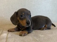 Bluebelle AKC, a female Dachshund and Miniature Dachshund for sale in Lexington, KY – 5 of 6