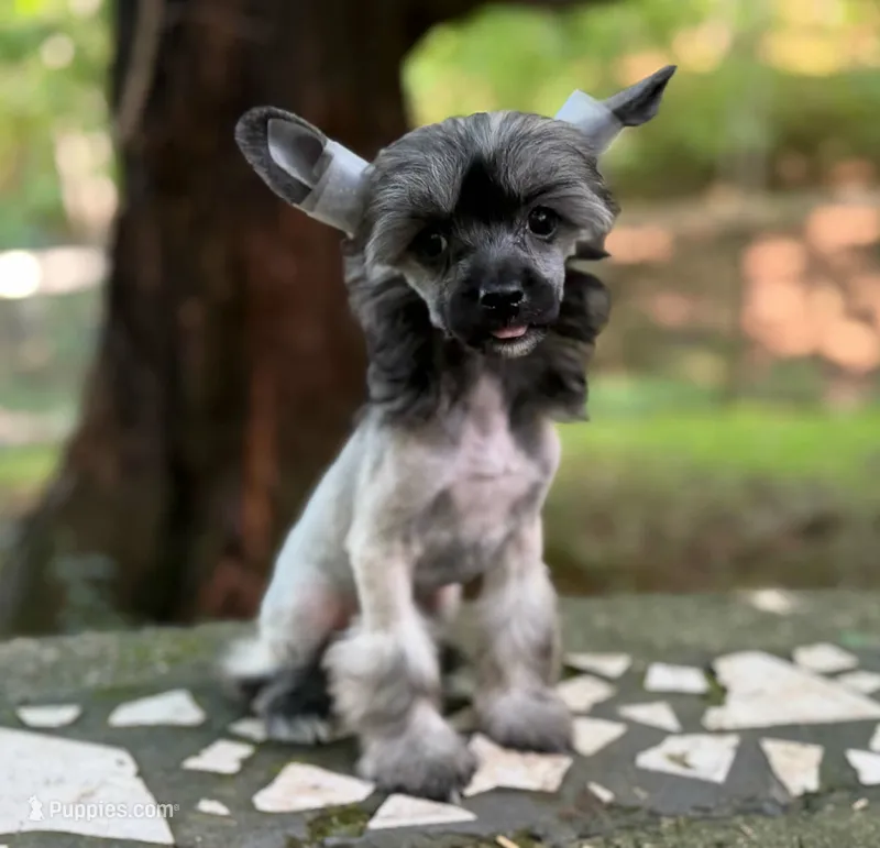 Daphne – Chinese Crested puppy for sale in Lexington, KY