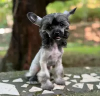 Daphne, a female Chinese Crested for sale in Lexington, KY – 3 of 10