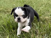 Panda, a female Pug for sale in Lexington, KY – 2 of 6