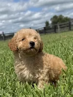 Sully, a male Poodle - Toy  and Poodle - Miniature  for sale in Lexington, KY – 2 of 4