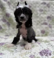 Dolly, a female Chinese Crested for sale in Lexington, KY – 3 of 5