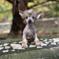 Poppy , a female Chinese Crested for sale in Lexington, KY – 2 of 5