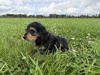 Burt-read description , a male Dachshund and Miniature Dachshund for sale in Lexington, KY – 4 of 6