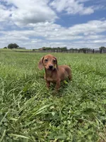 Ivy, a female Dachshund and Miniature Dachshund for sale in Lexington, KY – 3 of 5