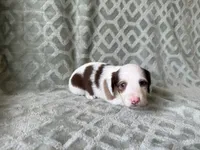 Mavis , a female Dachshund and Miniature Dachshund for sale in Lexington, KY – 5 of 5