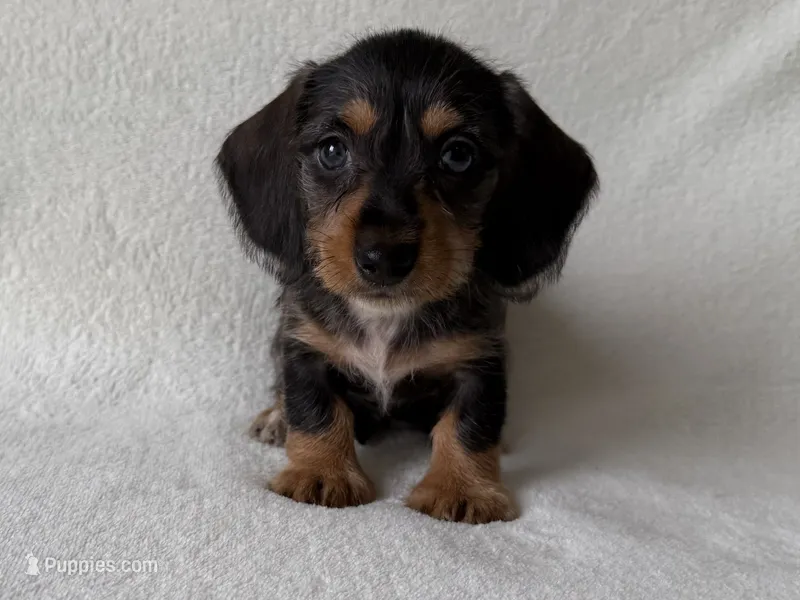 Sandy – Dachshund, Miniature Dachshund puppy for sale in Lexington, KY