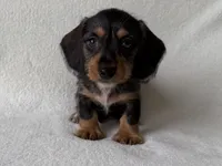 Sandy, a female Dachshund and Miniature Dachshund for sale in Lexington, KY – 1 of 5