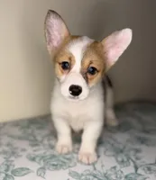 Queenie , a female Pembroke Welsh Corgi for sale in Lexington, KY – Photo 2 of 4