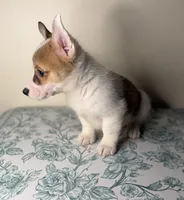 Queenie , a female Pembroke Welsh Corgi for sale in Lexington, KY – Photo 4 of 4