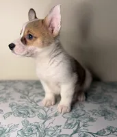 Queenie , a female Pembroke Welsh Corgi for sale in Lexington, KY – Photo 3 of 4