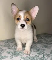 Queenie , a female Pembroke Welsh Corgi for sale in Lexington, KY – Photo 1 of 4