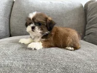 Presley, a female Shih Tzu for sale in Lexington, KY – 5 of 6