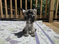 Daphne, a female Chinese Crested for sale in Lexington, KY – 2 of 10