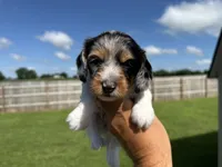 Lexie, a female Dachshund and Miniature Dachshund for sale in Lexington, KY – 3 of 10