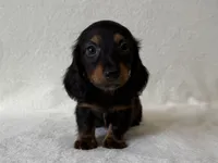 Sassy, a female Dachshund and Miniature Dachshund for sale in Lexington, KY – 3 of 5