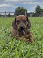 Scout, a male Dachshund and Miniature Dachshund for sale in Lexington, KY – 4 of 4